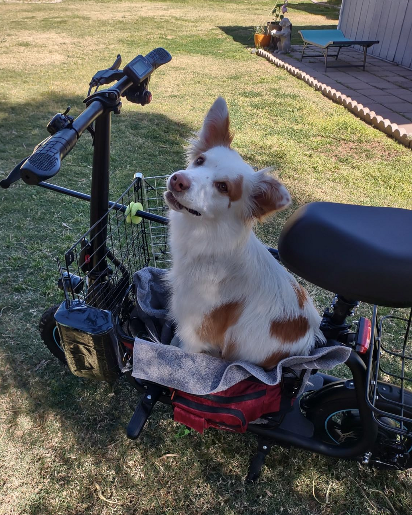 Everyfun C1S 550W Electric Scooter with Removeable Front And Back Basket